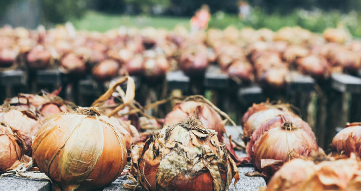 Can you Compost Onions? The Truth about Composting Onion Waste