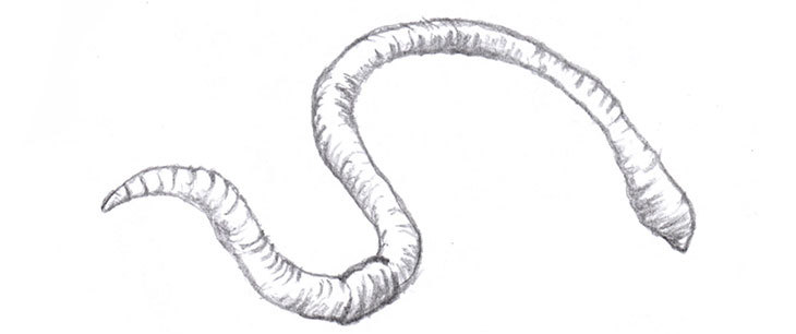sketch of a worm