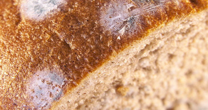 can you compost moldy bread