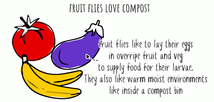 why fruit flies love compost