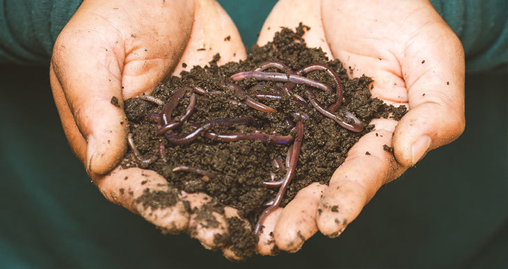 can i use earthworms for composting