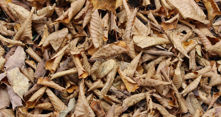 dried autumn leaves