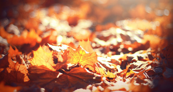 Fall Composting (10 Things To Do in Autumn)