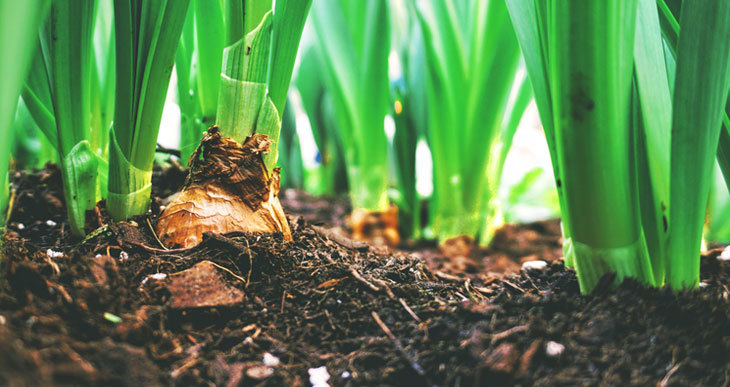 why is composting good for plants