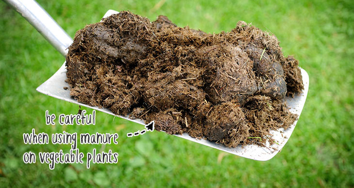 compost vs manure for vegetable gardens