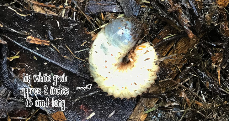 big white grubs in my compost