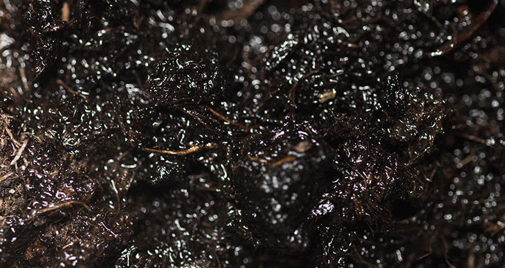 Compost Too Wet (Soggy Solutions!)