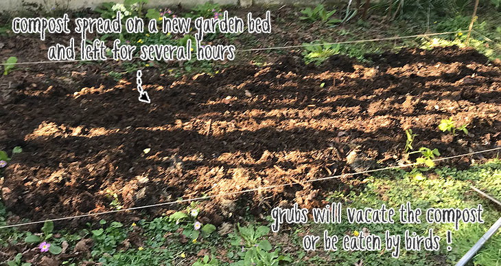 how to get rid of grubs in compost