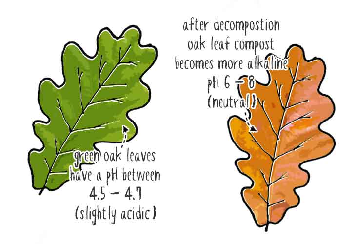 are oak leaves too acidic for compost