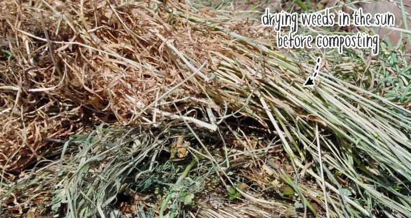 can i put dried weeds in compost