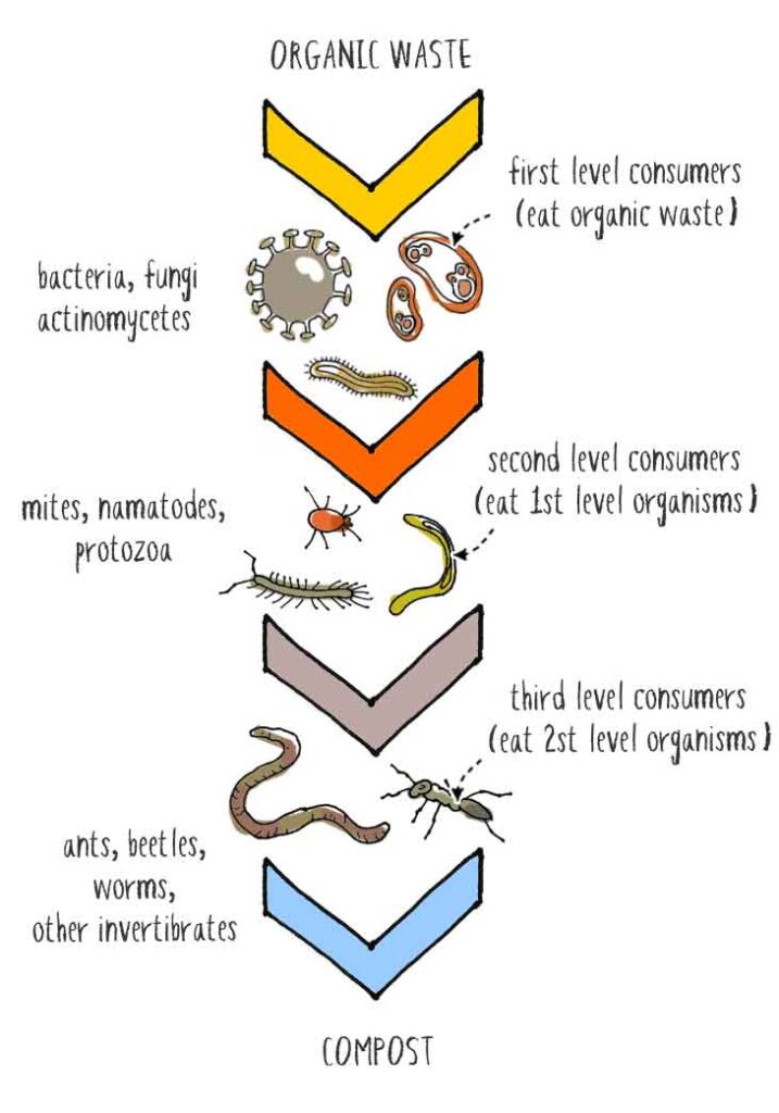 compost food chain