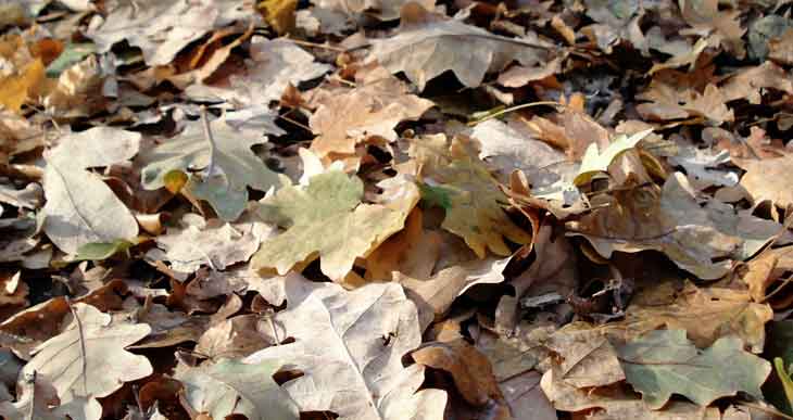 composting oak leaves