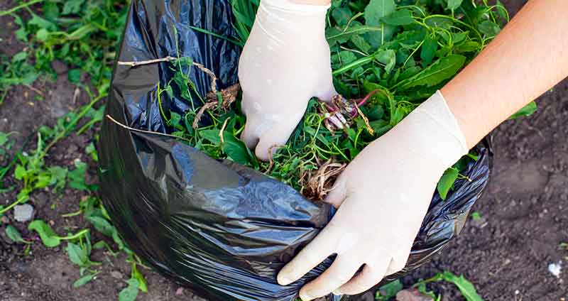 composting weeds in plastic bags