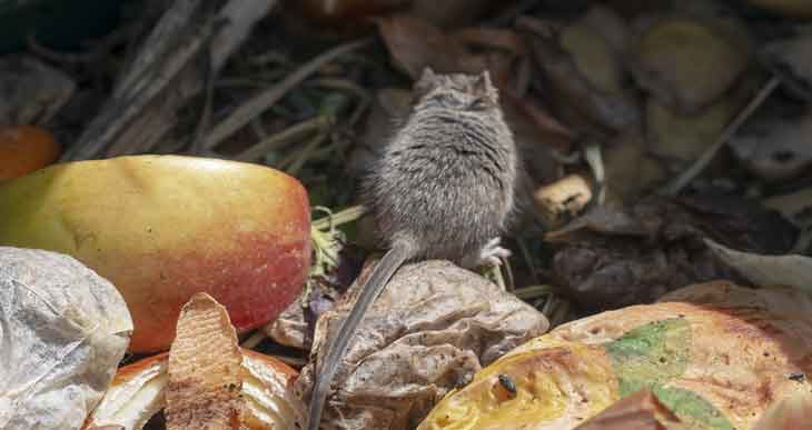 Does Compost Attract Rats? (The Ultimate Rat Proof Composting Guide)