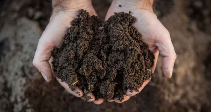 Humus Compost (This is What you Need to Know)