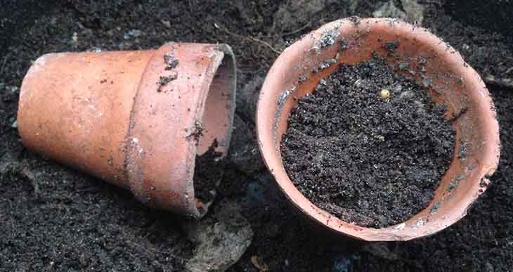 reuse compost from last years pots