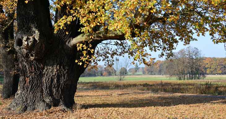soil under oak trees is not acidic