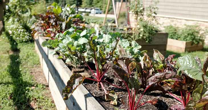 when to add compost to raised beds