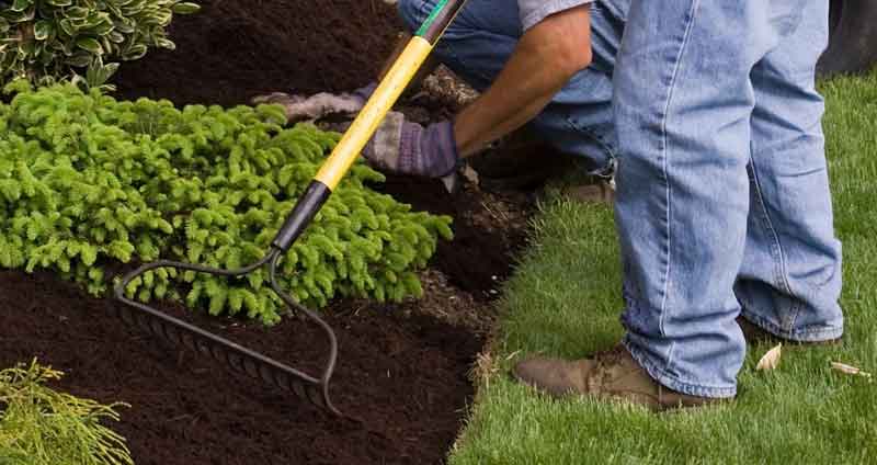 add compost to soil as a top dressing