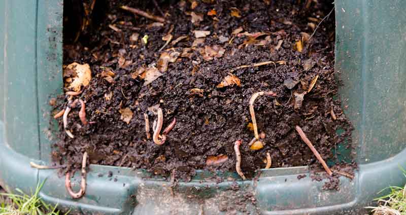 adding worms to a continuous composter