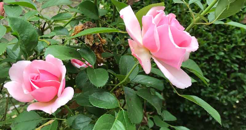 best compost for roses
