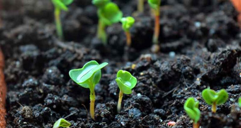Can You Plant Seeds In Compost? (The Surprising Truth)