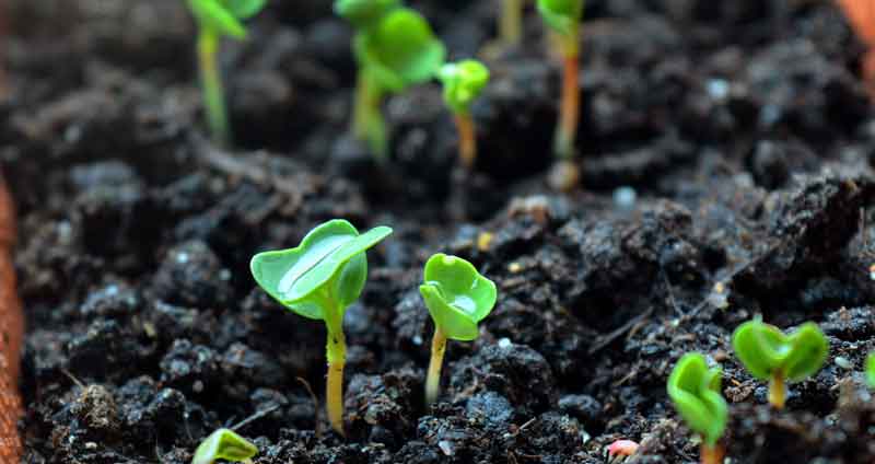 can you plant seeds in compost