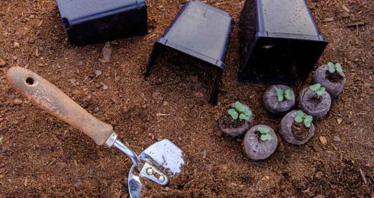 Can You Use Compost As Soil (Planting Directly Into Compost)