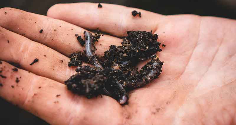 difference between compost and worm castings