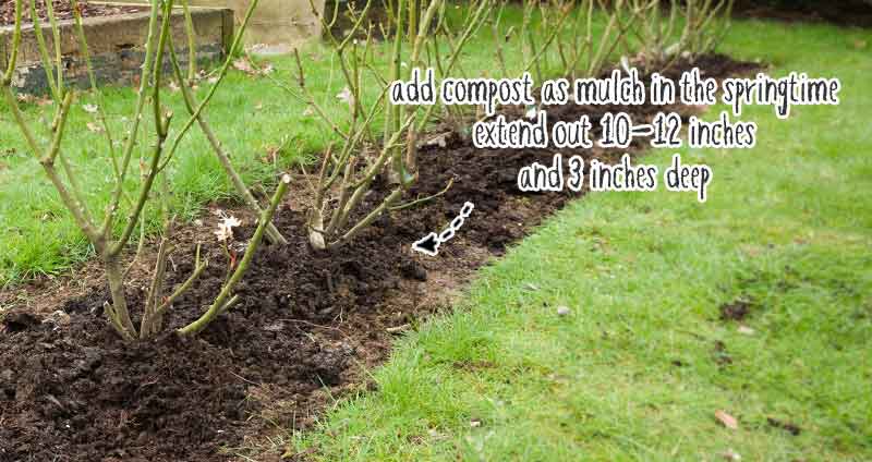 how to spread compost around roses