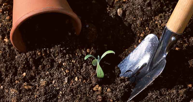 planting seeds in compost