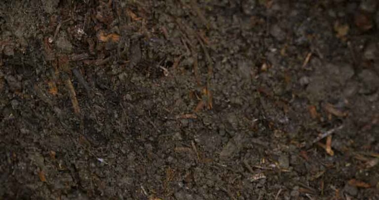 What Does Finished Compost Look Like (Are You There Yet?)