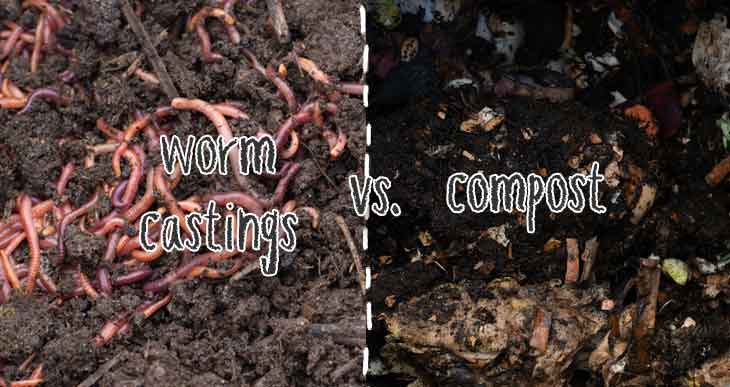 Worm Castings vs Compost (Which is Better, Vermicompost or Regular Compost?)