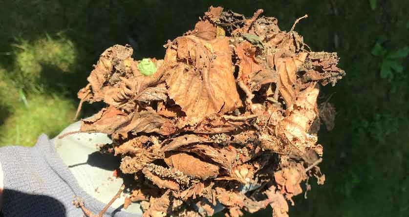 how to compost grass clippings and leaves