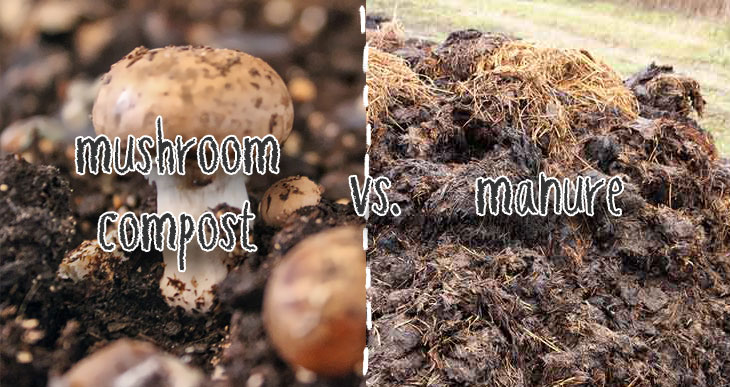 mushroom compost vs cow manure