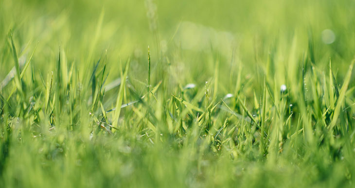 how fast does lawn fertilizer work