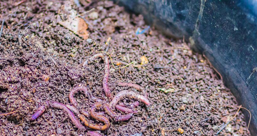 how to store worm castings
