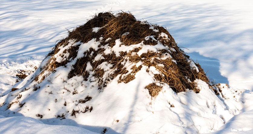 what to do with compost in the winter