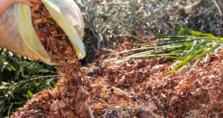 Are Dead Leaves Good For Soil? (Things You Need To Know!)