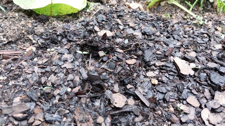 Can You Compost Old Mulch? (Problem Solved!)