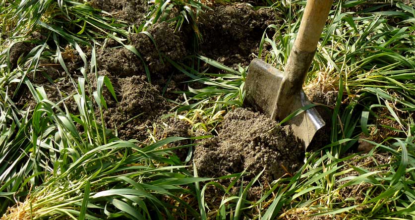 how does green manure improve soil fertility