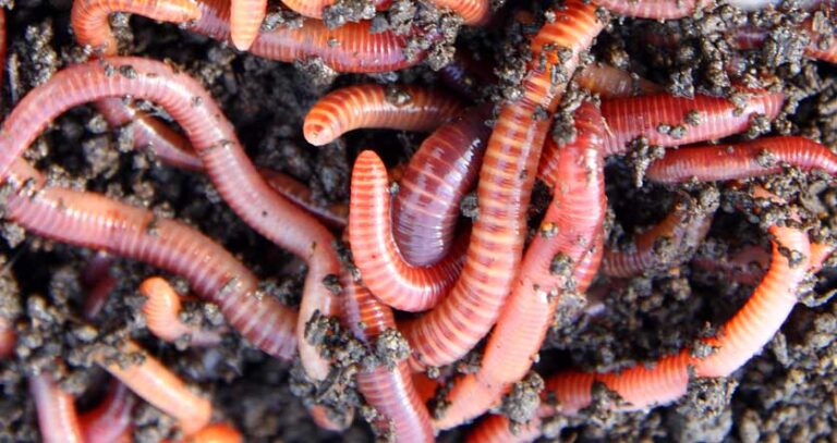 How Fast Do Red Wigglers Reproduce (You’ll Be Surprised!)