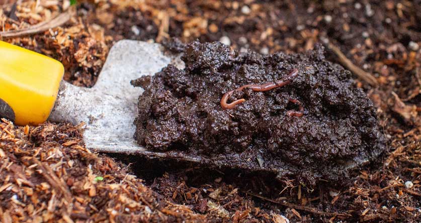 how much worm castings to add to soil