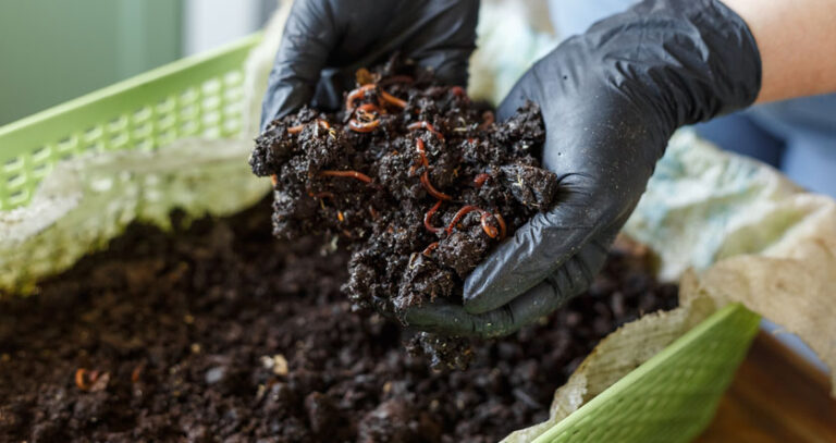 3 Best Ways To Use Worm Castings In Potted Plants!