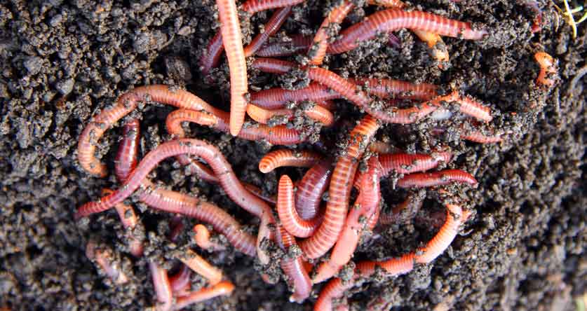 life cycle of a red wiggler