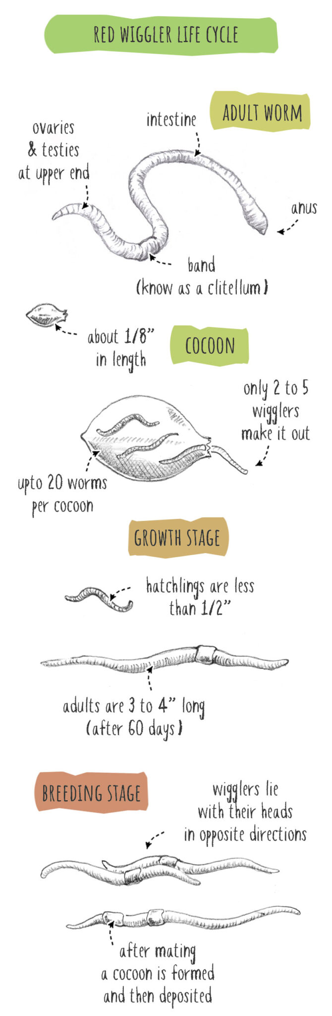 Life Cycle Of A Red Wiggler Worm (Surprising Facts!)