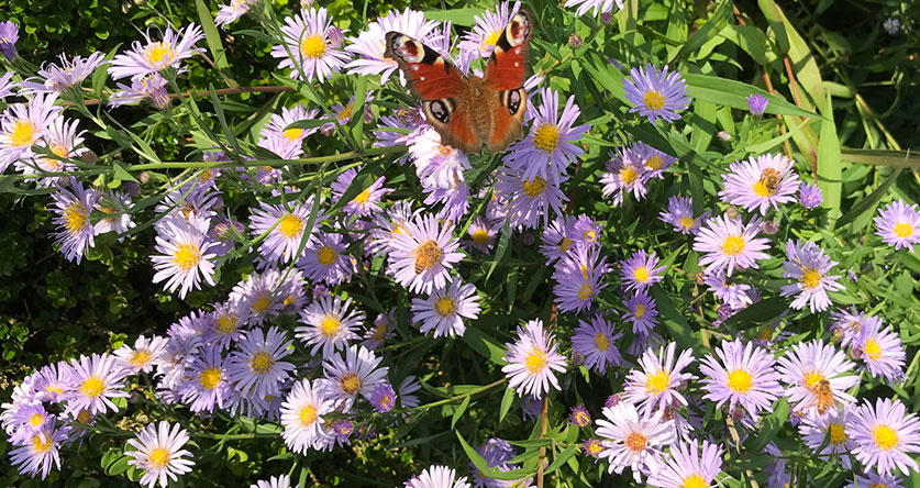 asters do well in clay soil