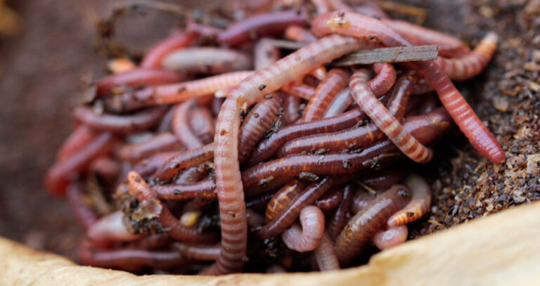 Best Worms For Composting (Choosing the Right Species!)