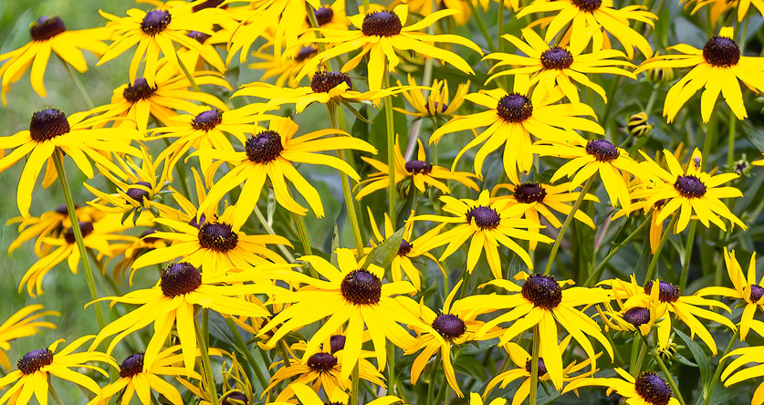 you can plant black eyed susans in clay soil