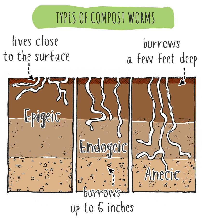 types of composting worms